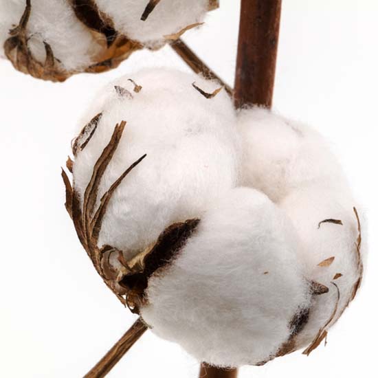 Cotton Sun (blank)